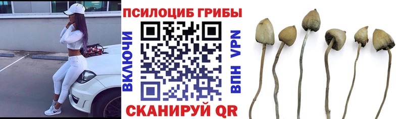 Галлюциногенные грибы Psilocybine cubensis  Сасово 